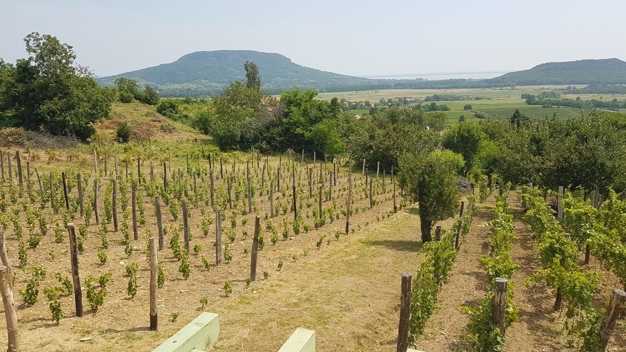 Вилла Grand Cru 4 Vendeghaz Hegymagas Экстерьер фото