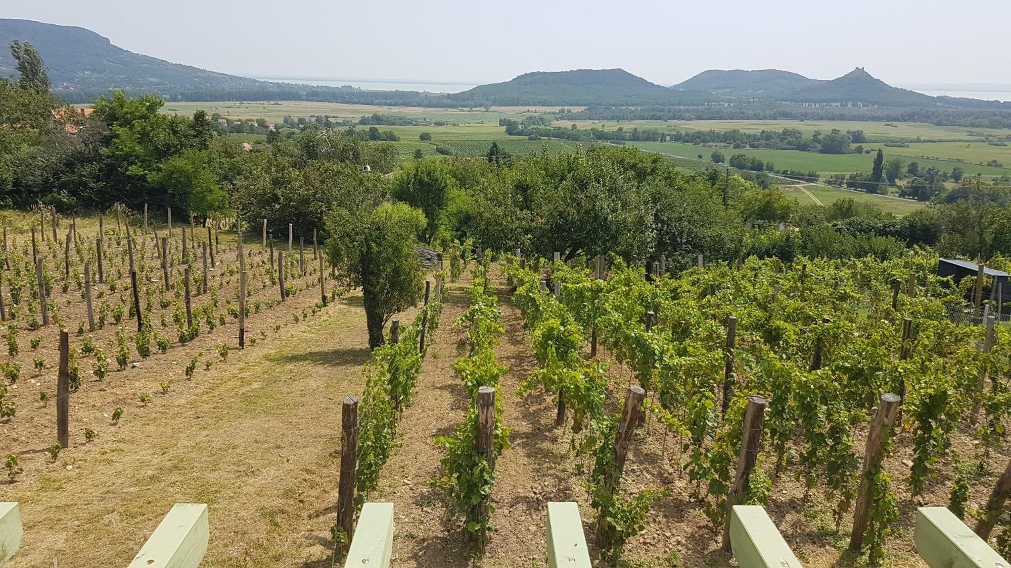 Вилла Grand Cru 4 Vendeghaz Hegymagas Экстерьер фото